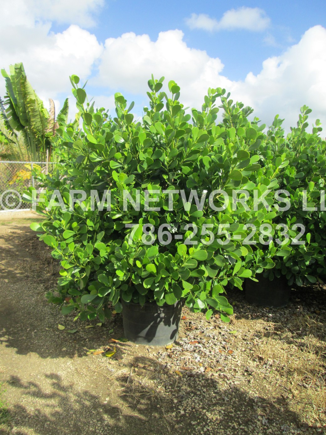 1-Gallon-Clusia-Nursery