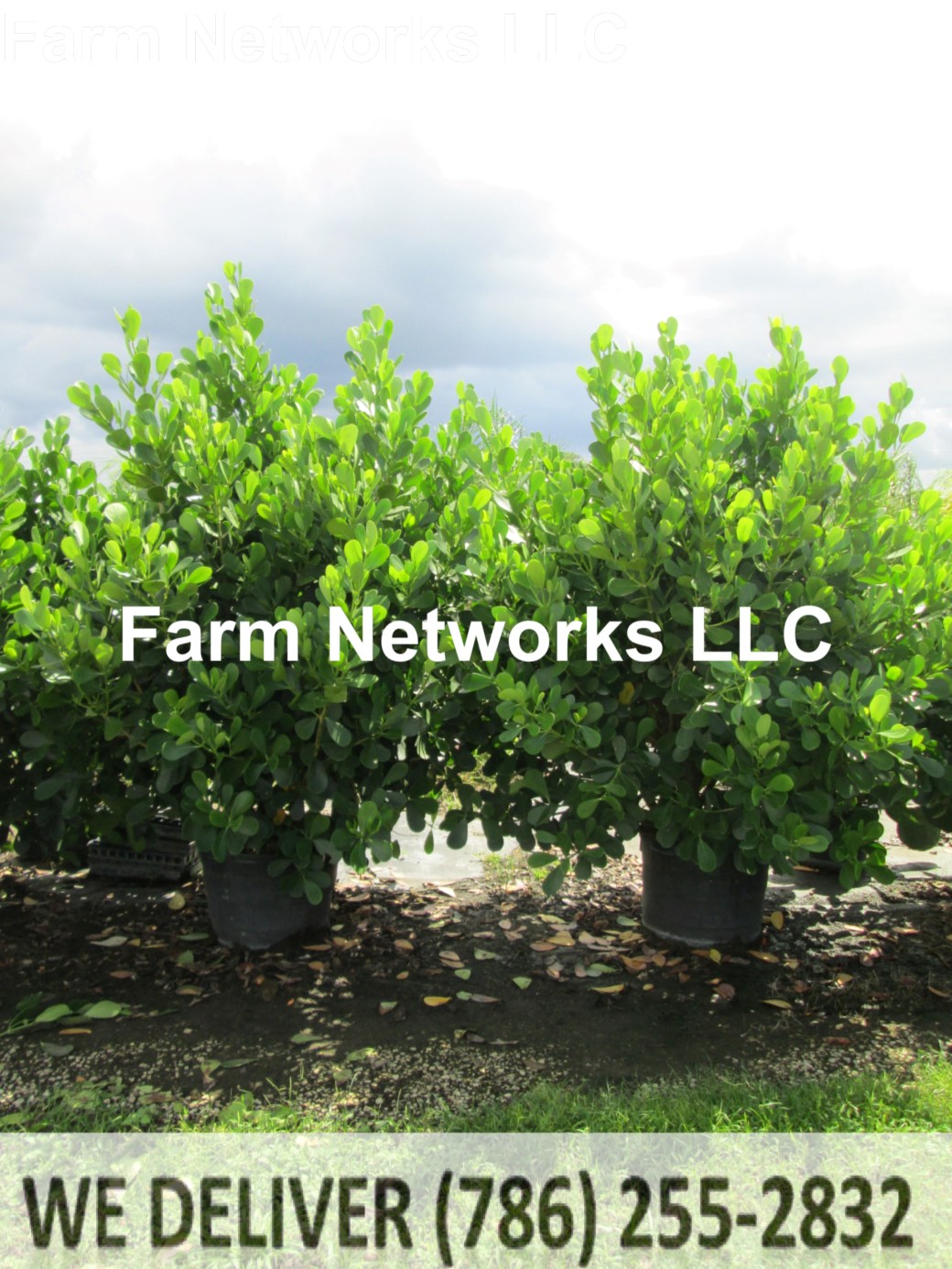 10 Gallon Clusia Hedge Nursery