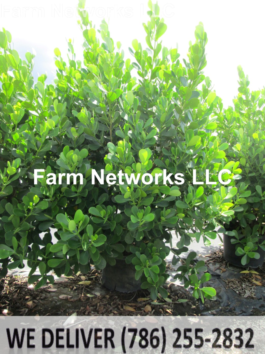 10 Gallon-Clusia Plant Nursery