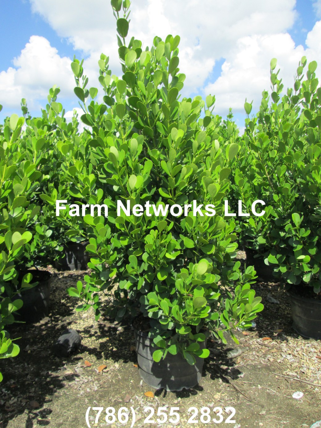 10 Gallon Clusia Stuart, FL