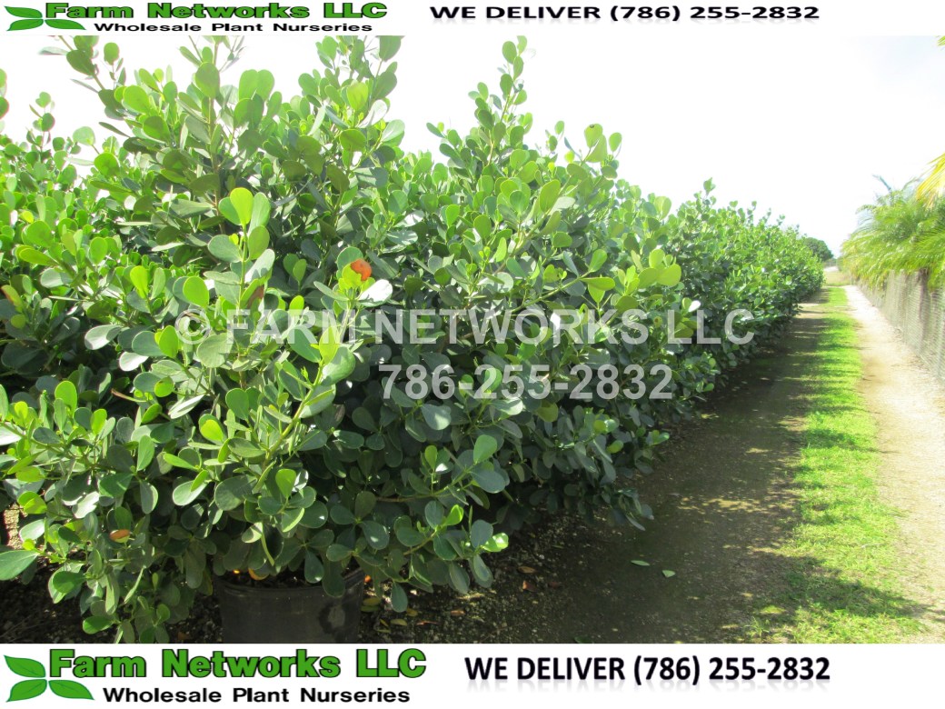 15 Gallon Broward County Hedges