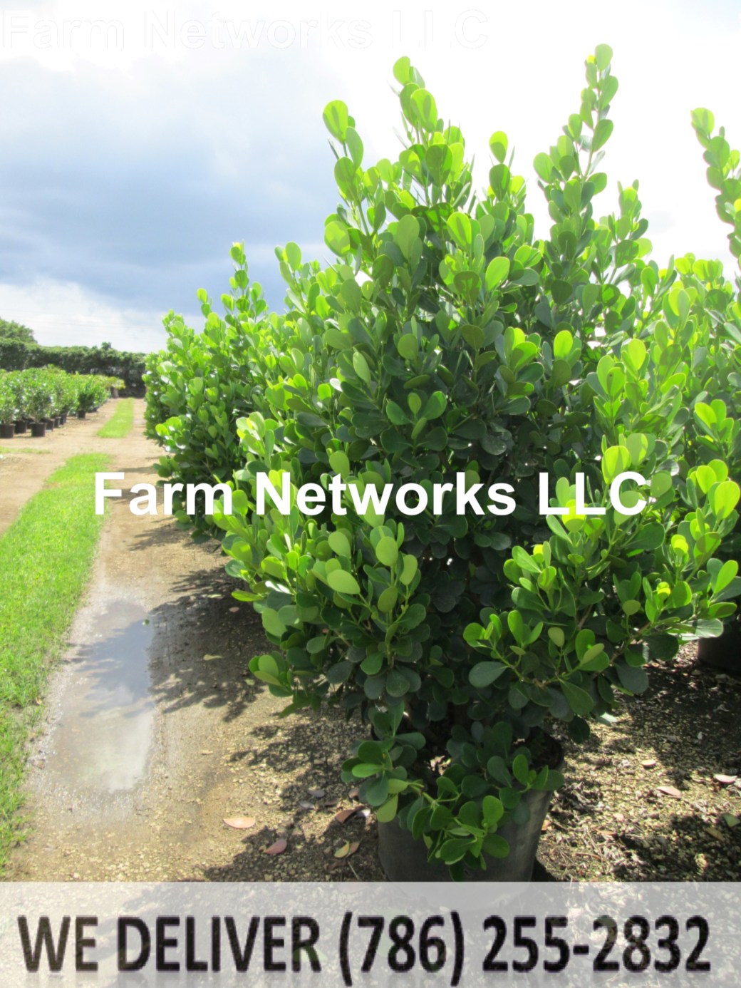 15 Gallon Clusia Hedge
