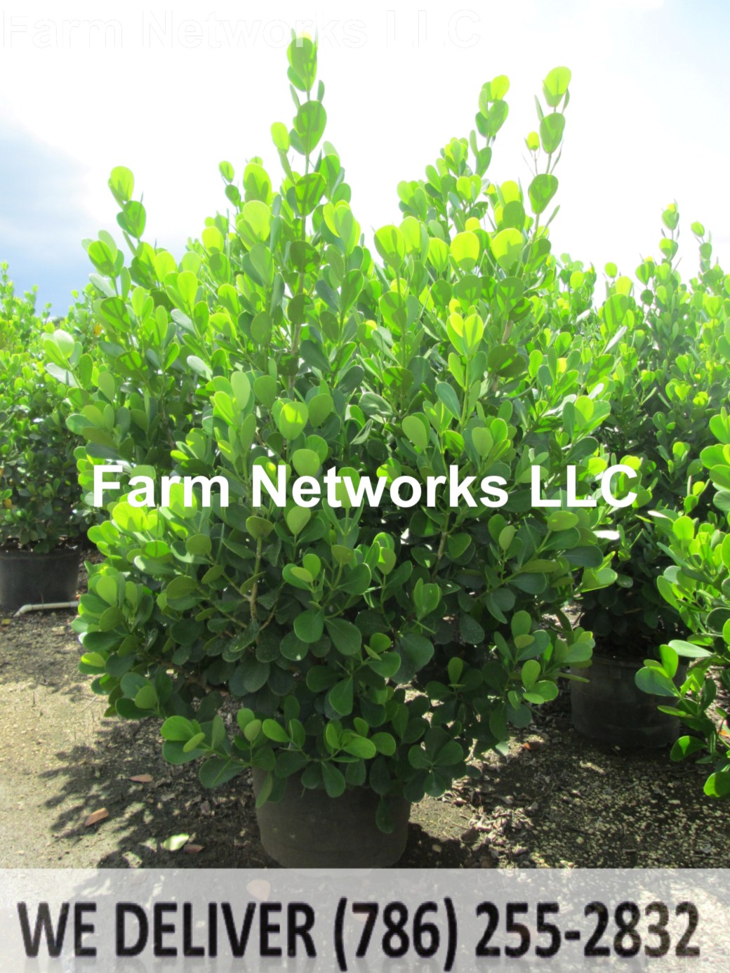 15 Gallon Clusia Jupiter, FL