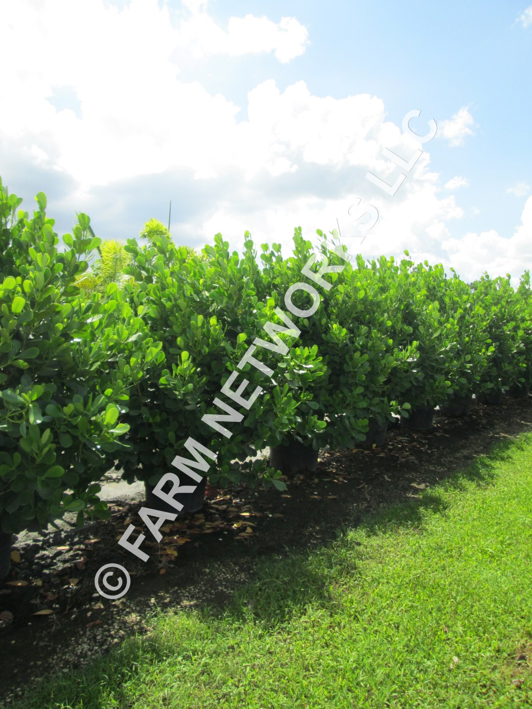 15-Gallon-Clusia-Miami,FL