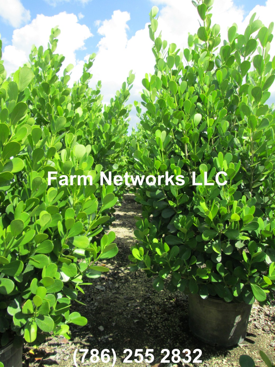 15 Gallon Clusia Palm Beach, FL