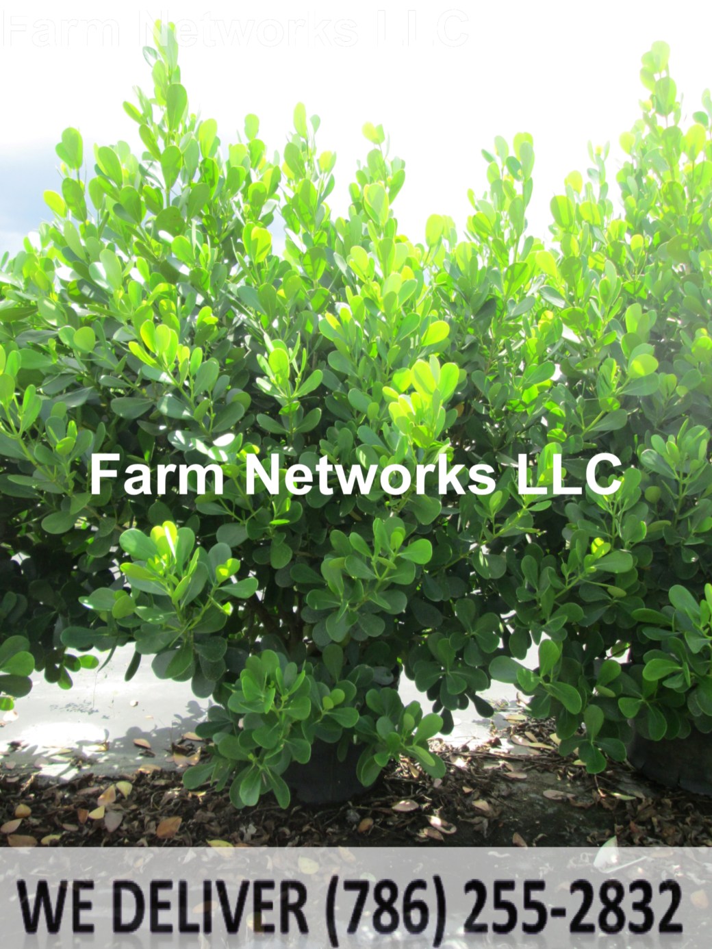 15 Gallon-Clusia Plant Nursery