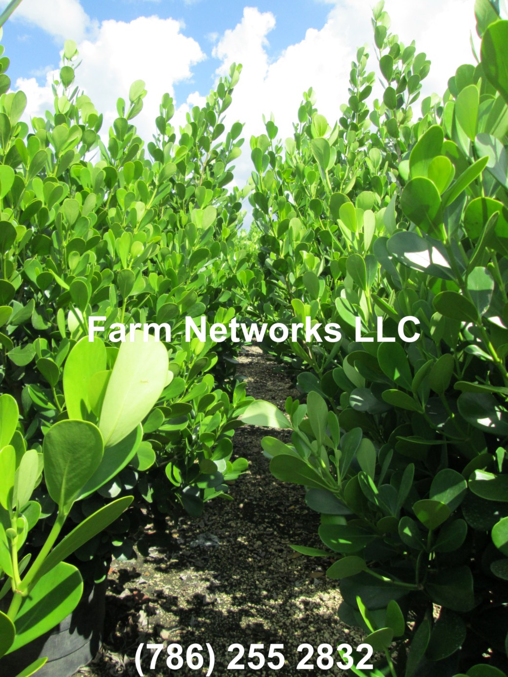 15 Gallon Clusia Stuart, FL