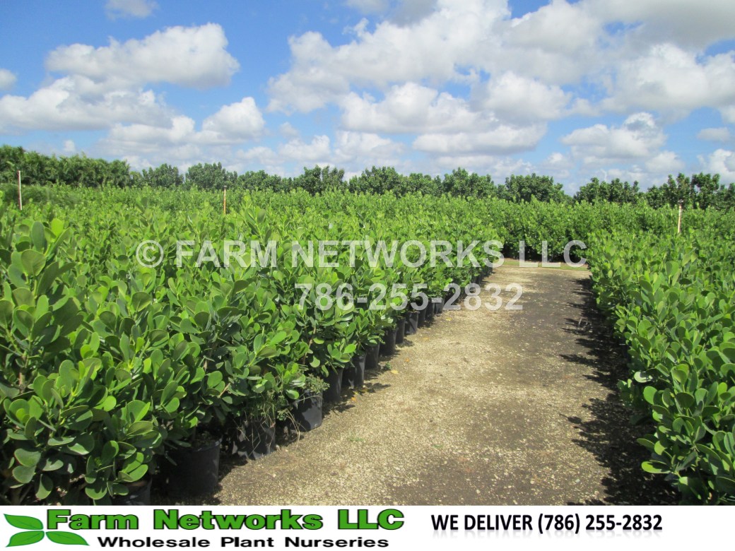 25 Gallon Broward County Hedges