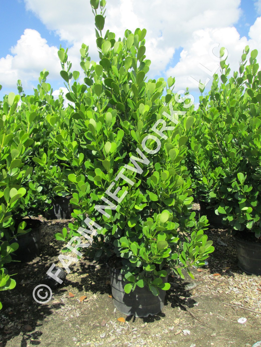 Clusia Guttifera Small Leaf