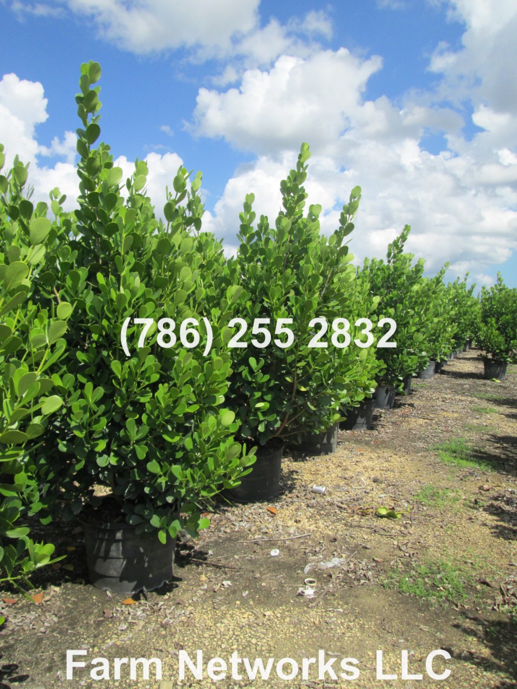 25 Gallon Clusia Delray Beach