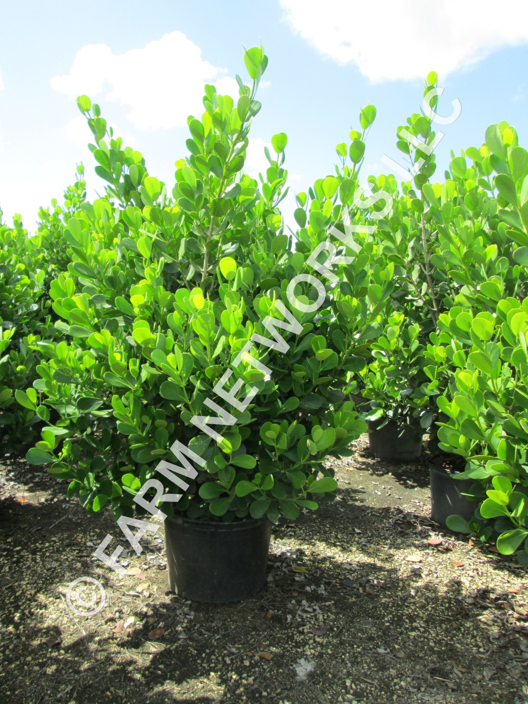 25-Gallon-Clusia-Growers,FL