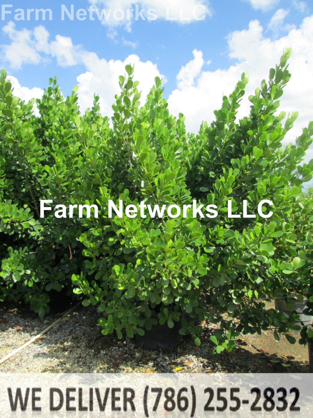 25 Gallon Clusia Jupiter, FL