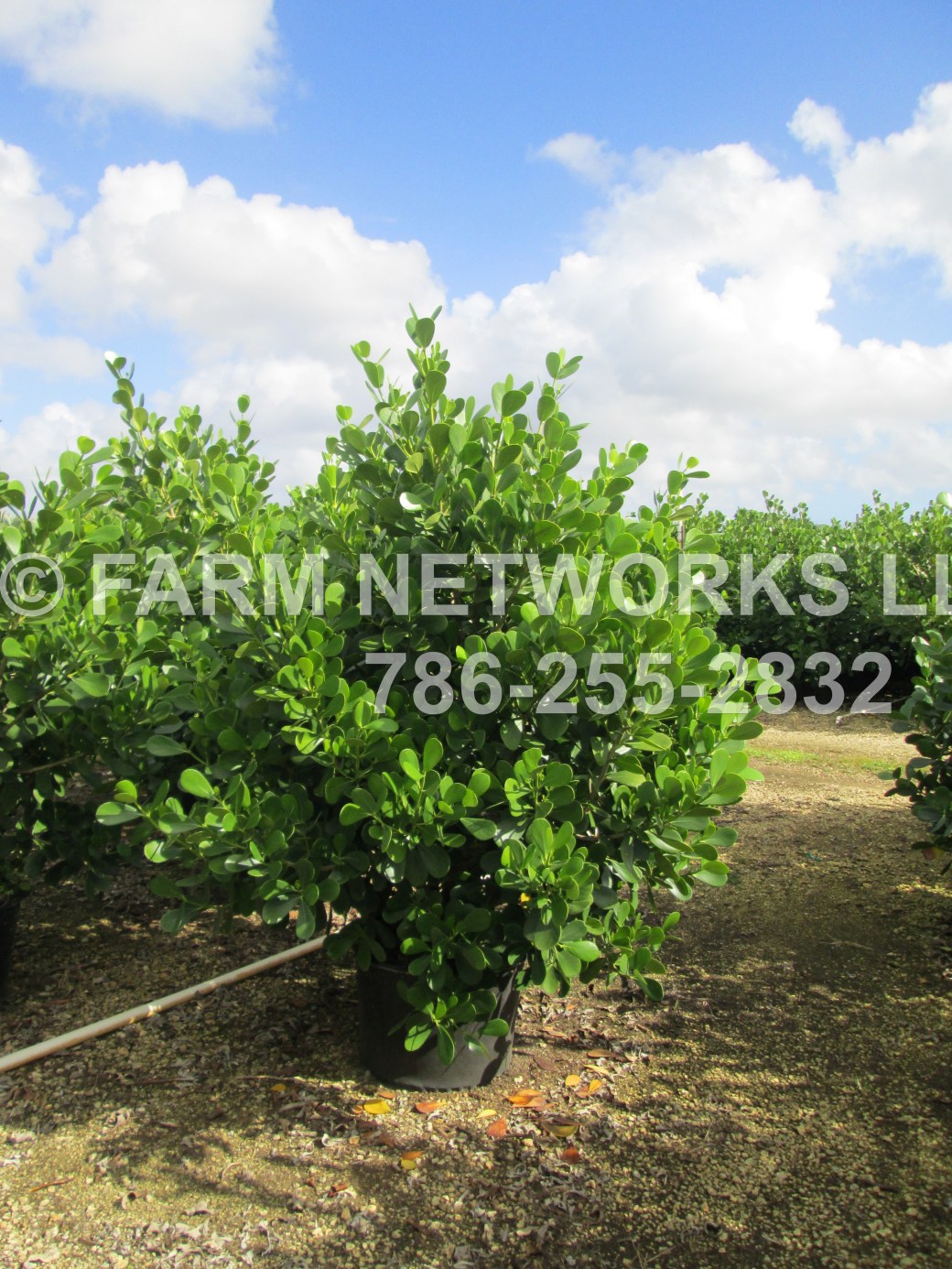 25 Gallon Clusia Miami