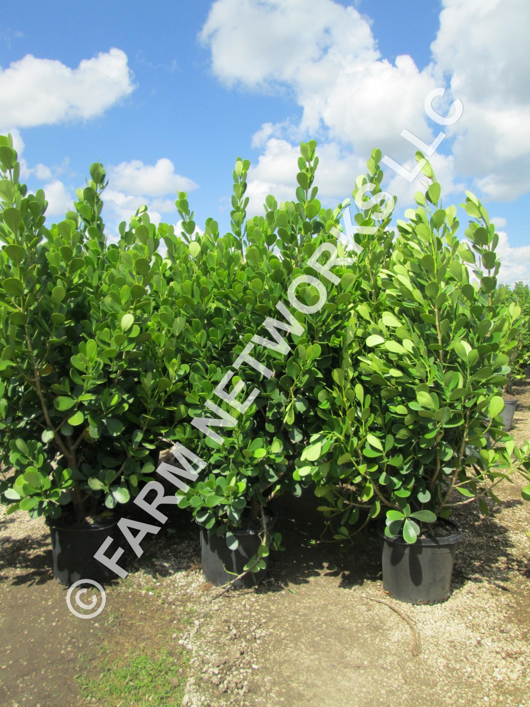 25 Gallon Clusia Naples-FL