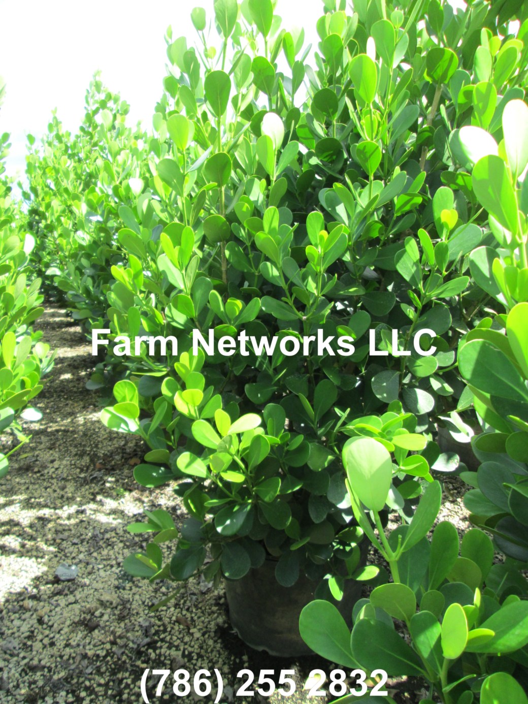 25 Gallon Clusia Palm Beach, FL