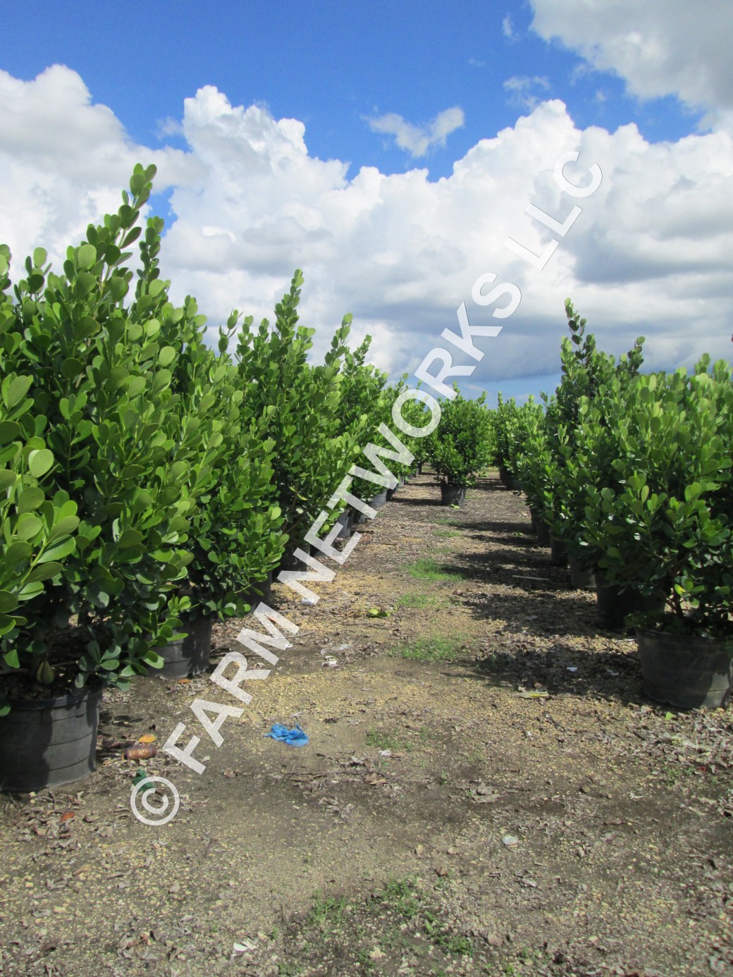 25 Gallon Clusia Parkland, FL