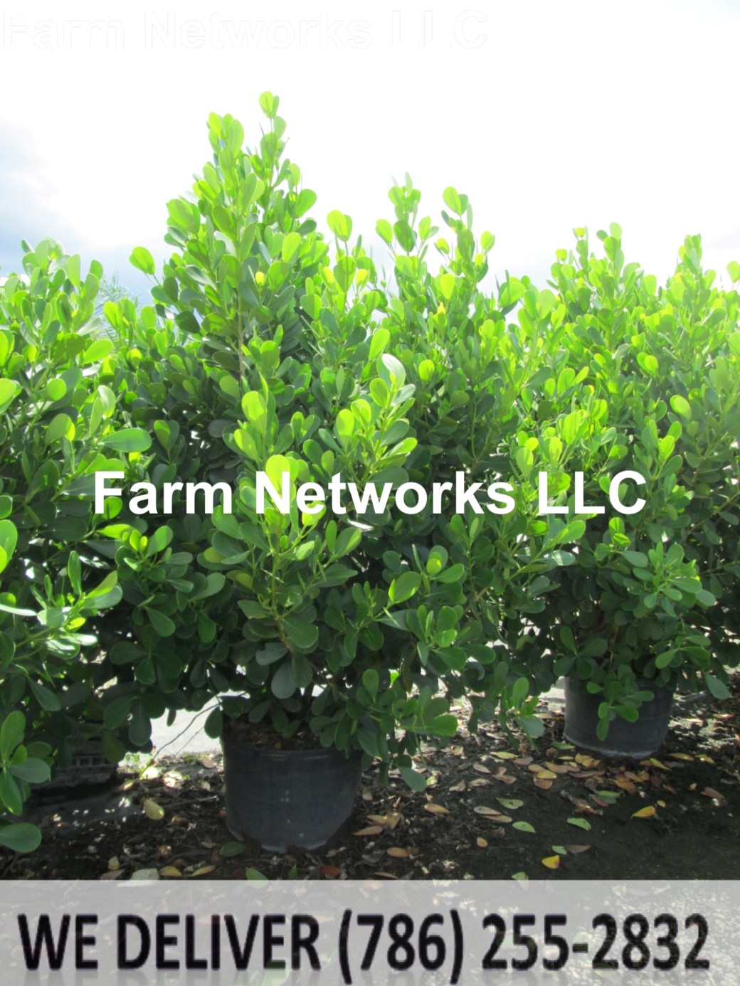 25 Gallon-Clusia Plant Nursery