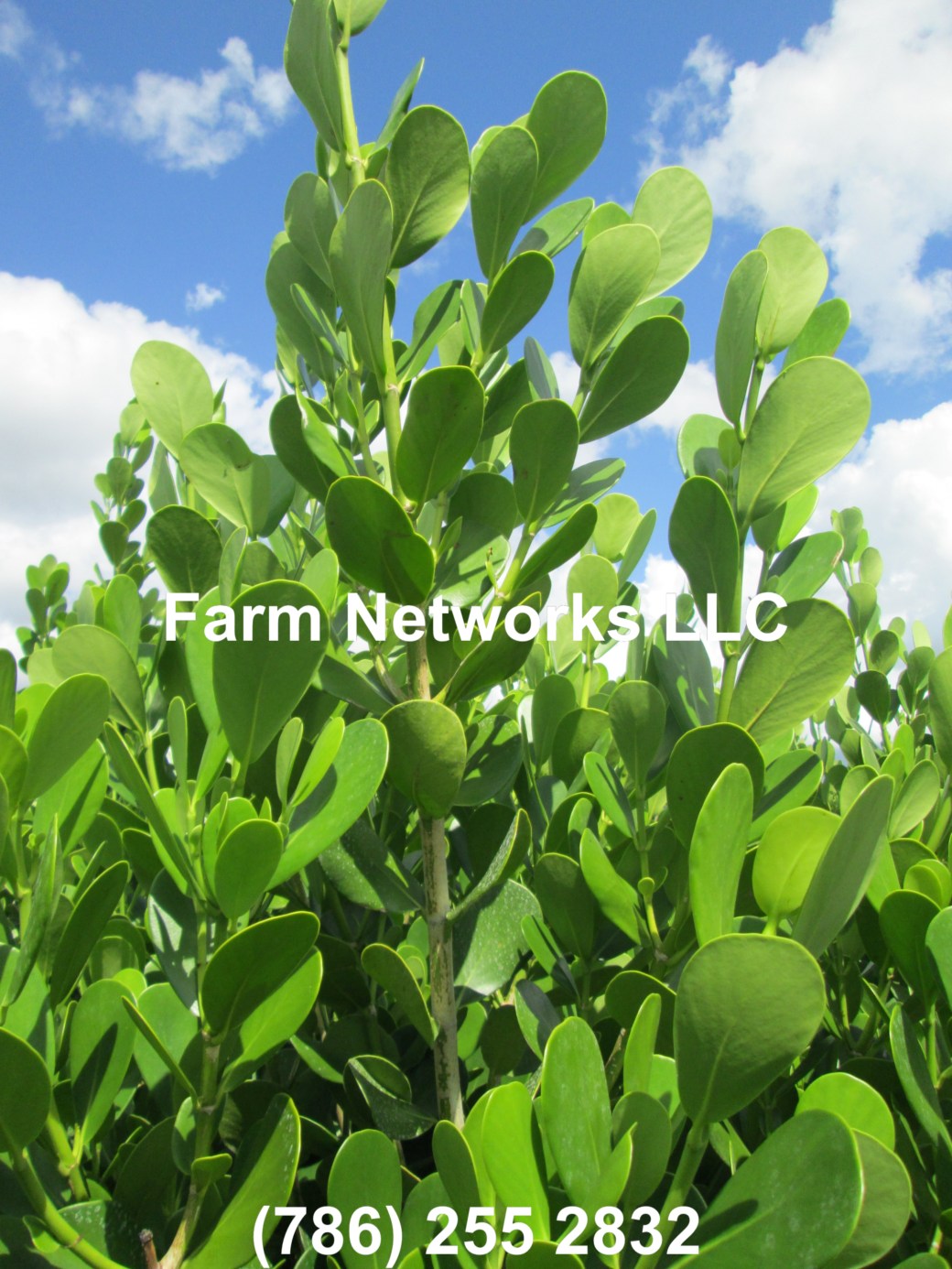 25 Gallon Clusia Stuart, FL