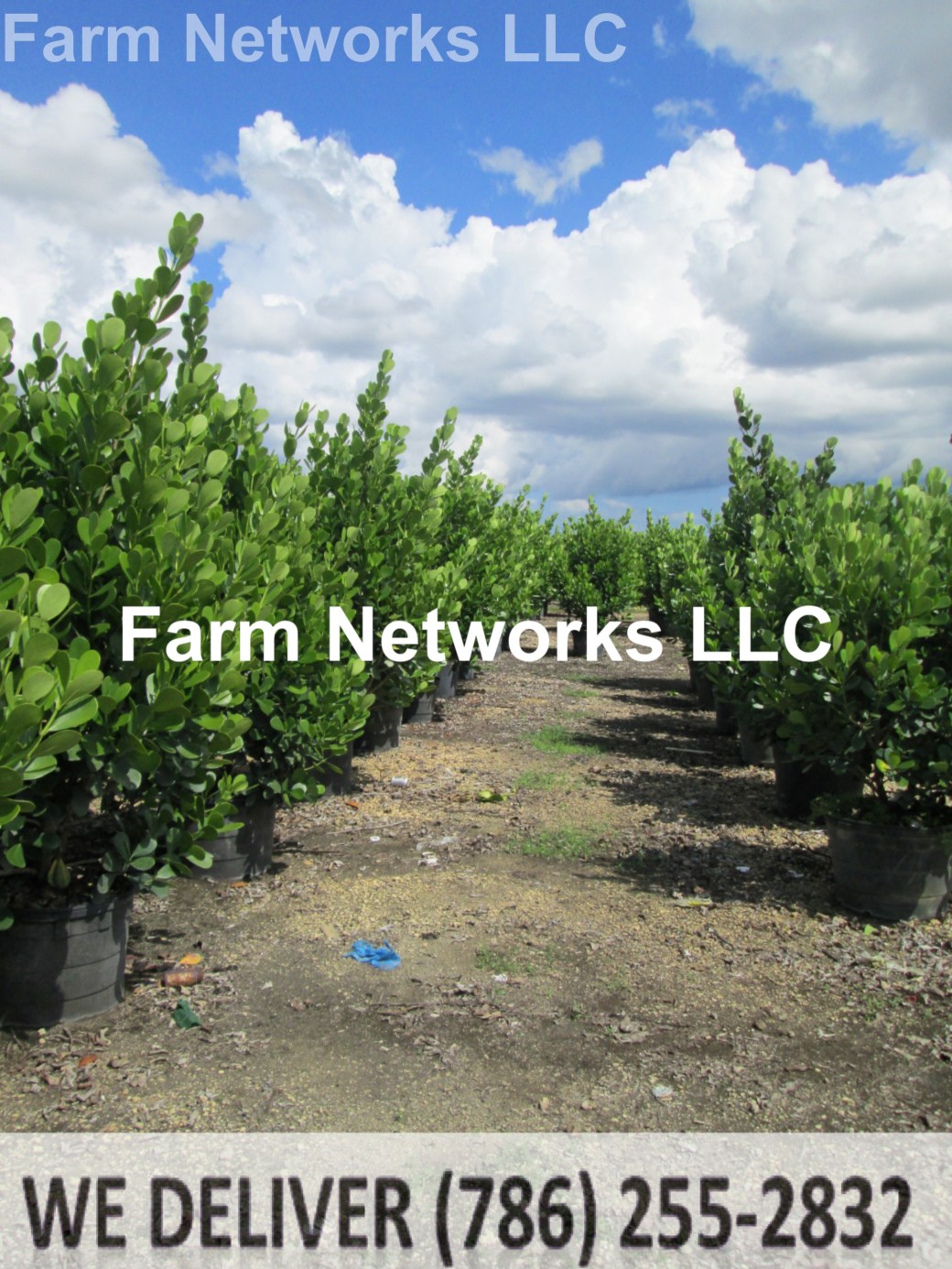 3 Gallon Clusia Hedge Nursery