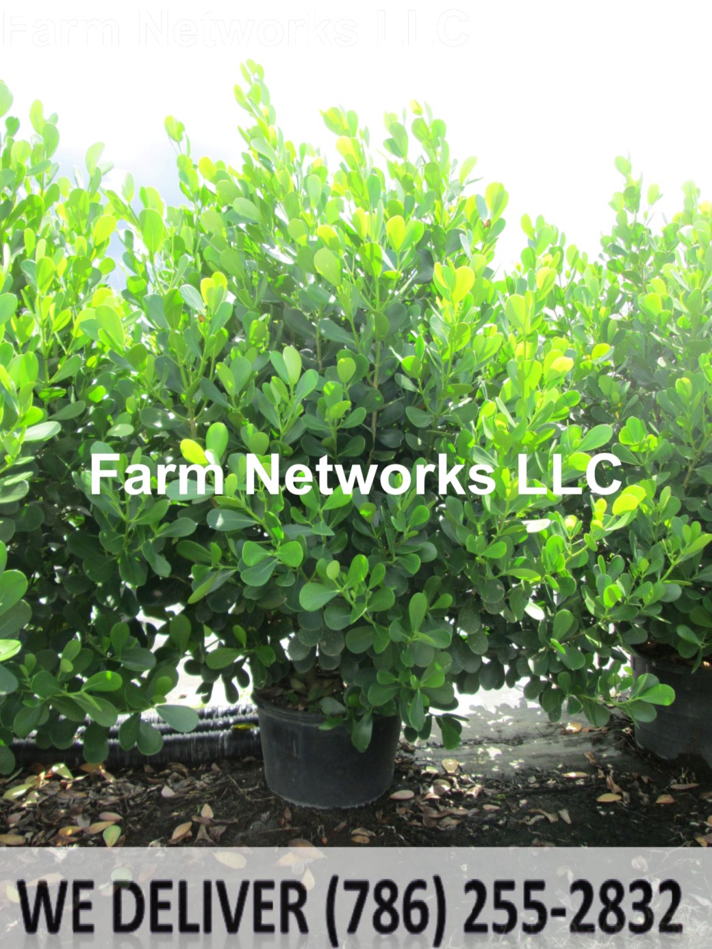 3 Gallon Clusia Jupiter, FL