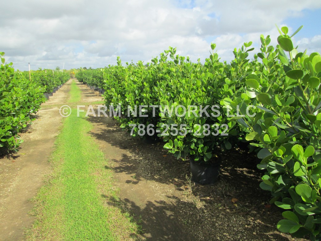 3-Gallon Clusia-Nursery