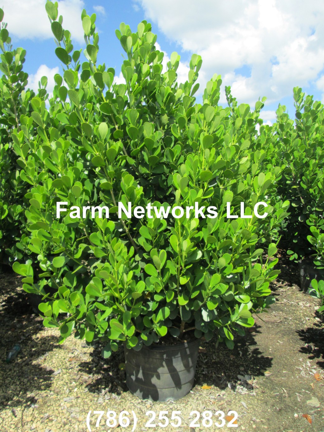 3 Gallon Clusia Palm Beach, FL