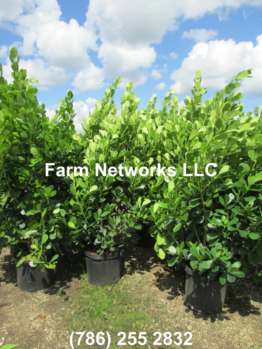 3 Gallon-Clusia Plant Nursery