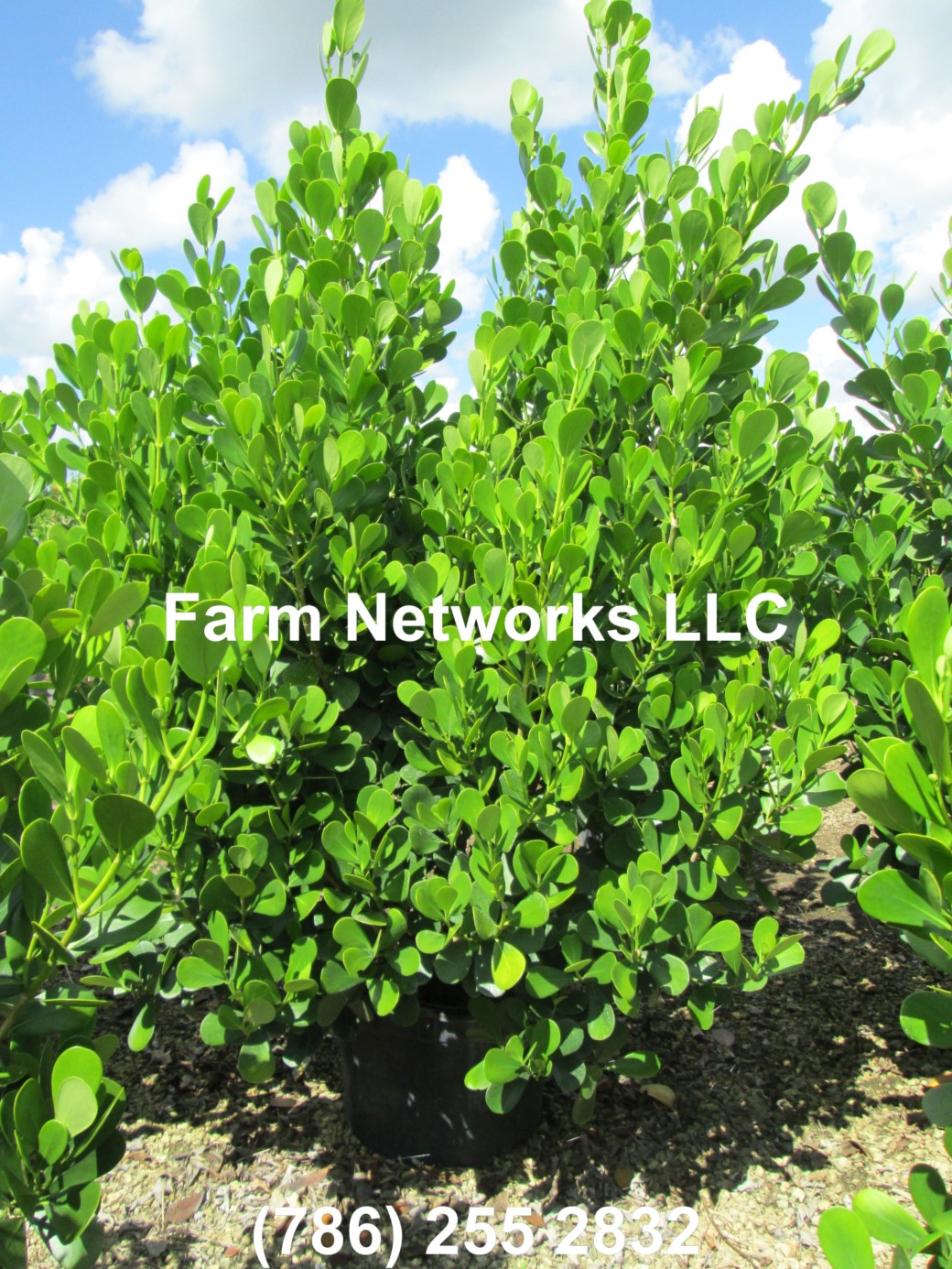 3 Gallon Clusia Stuart, FL