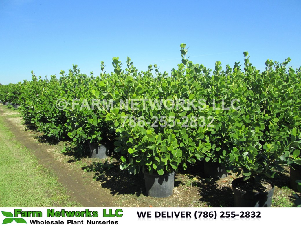 3-Gallon-Homestead-Miami,FL