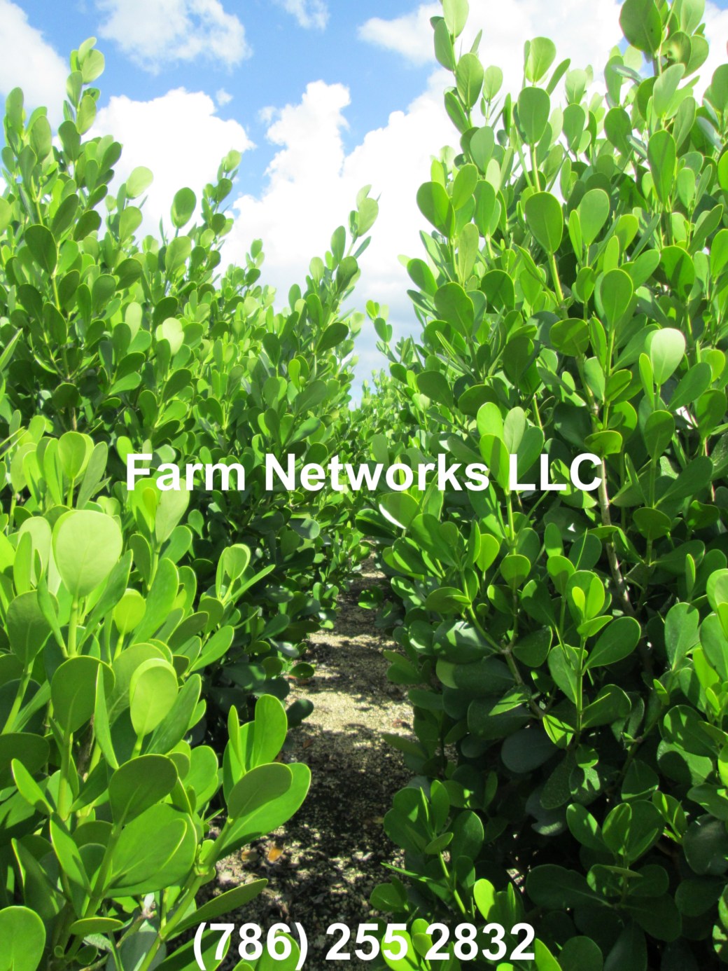 30 Gallon Clusia Jupiter, FL