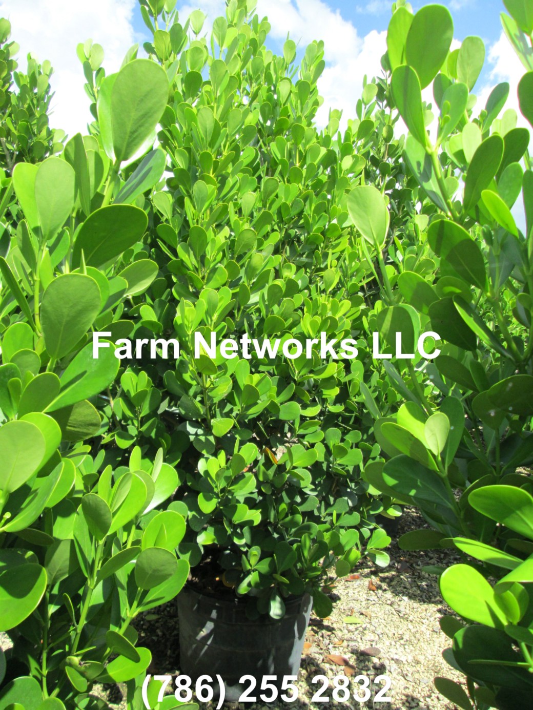 30 Gallon Clusia Palm Beach, FL