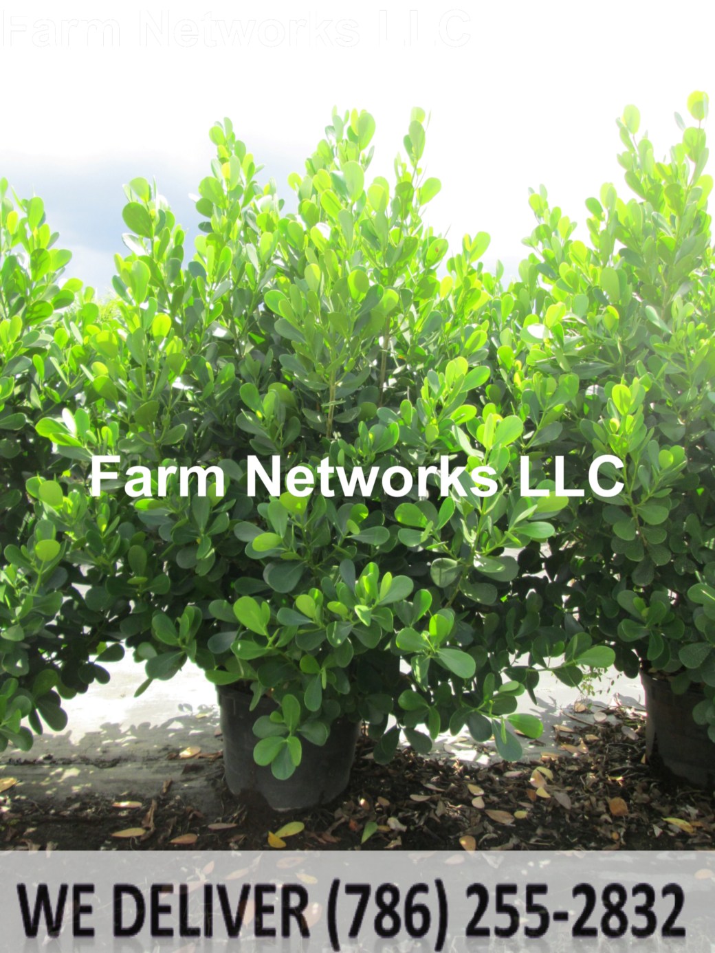 30 Gallon-Clusia Plant Nursery