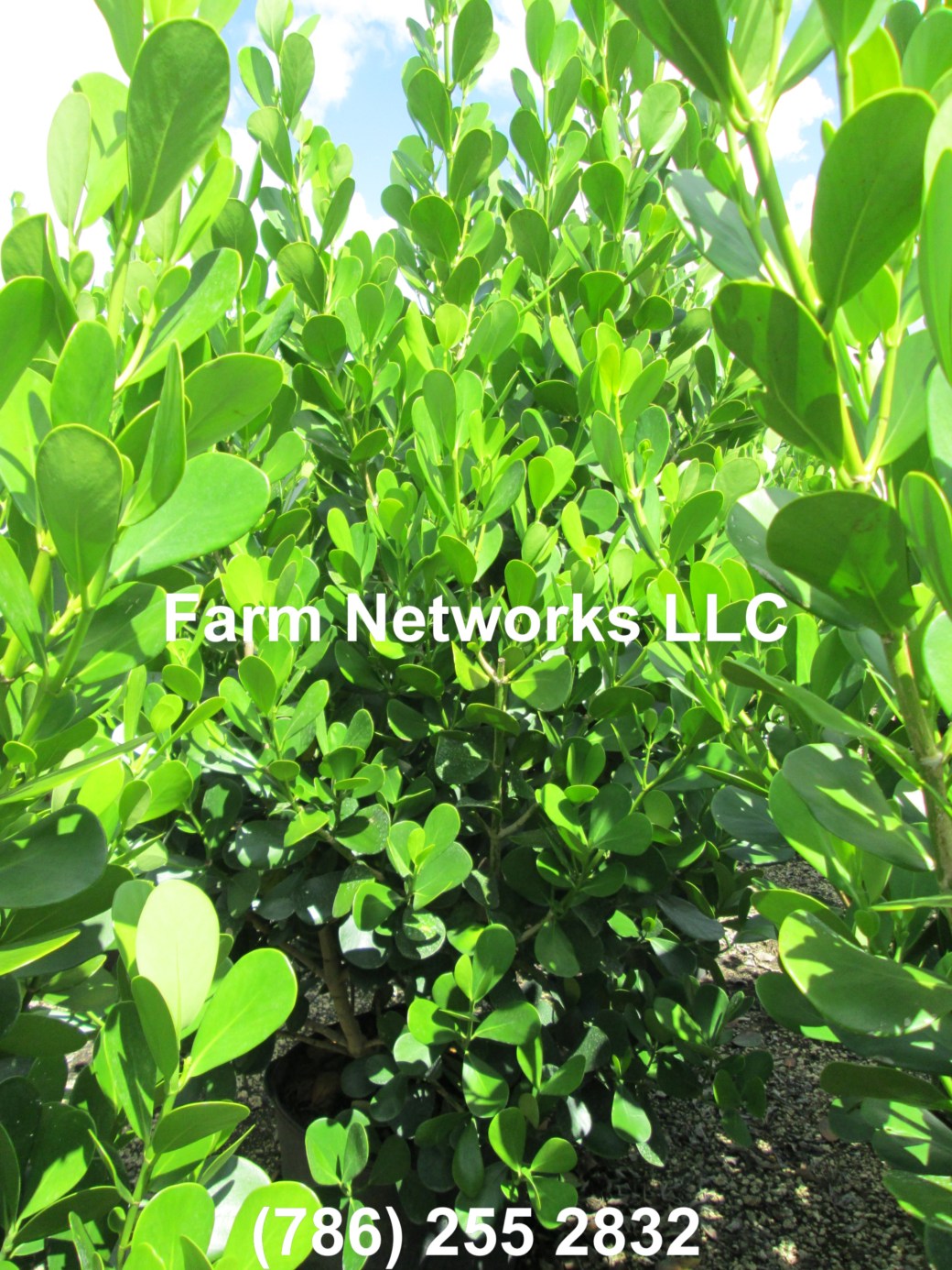 30 Gallon Clusia Stuart, FL