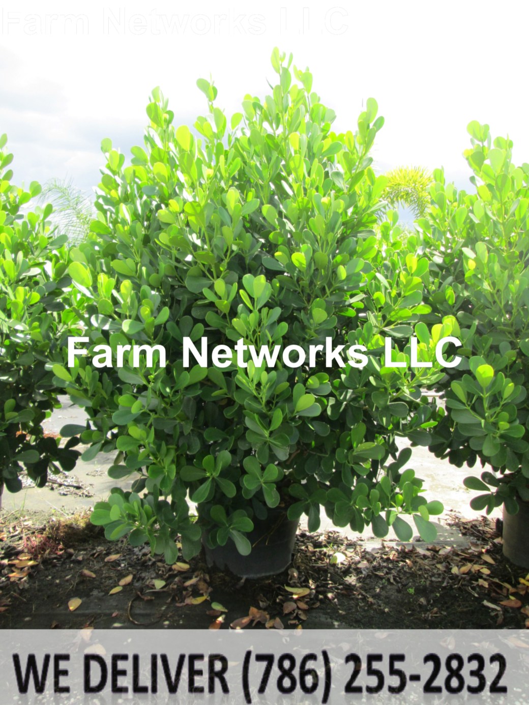 45 Gallon Clusia Hedge Nursery