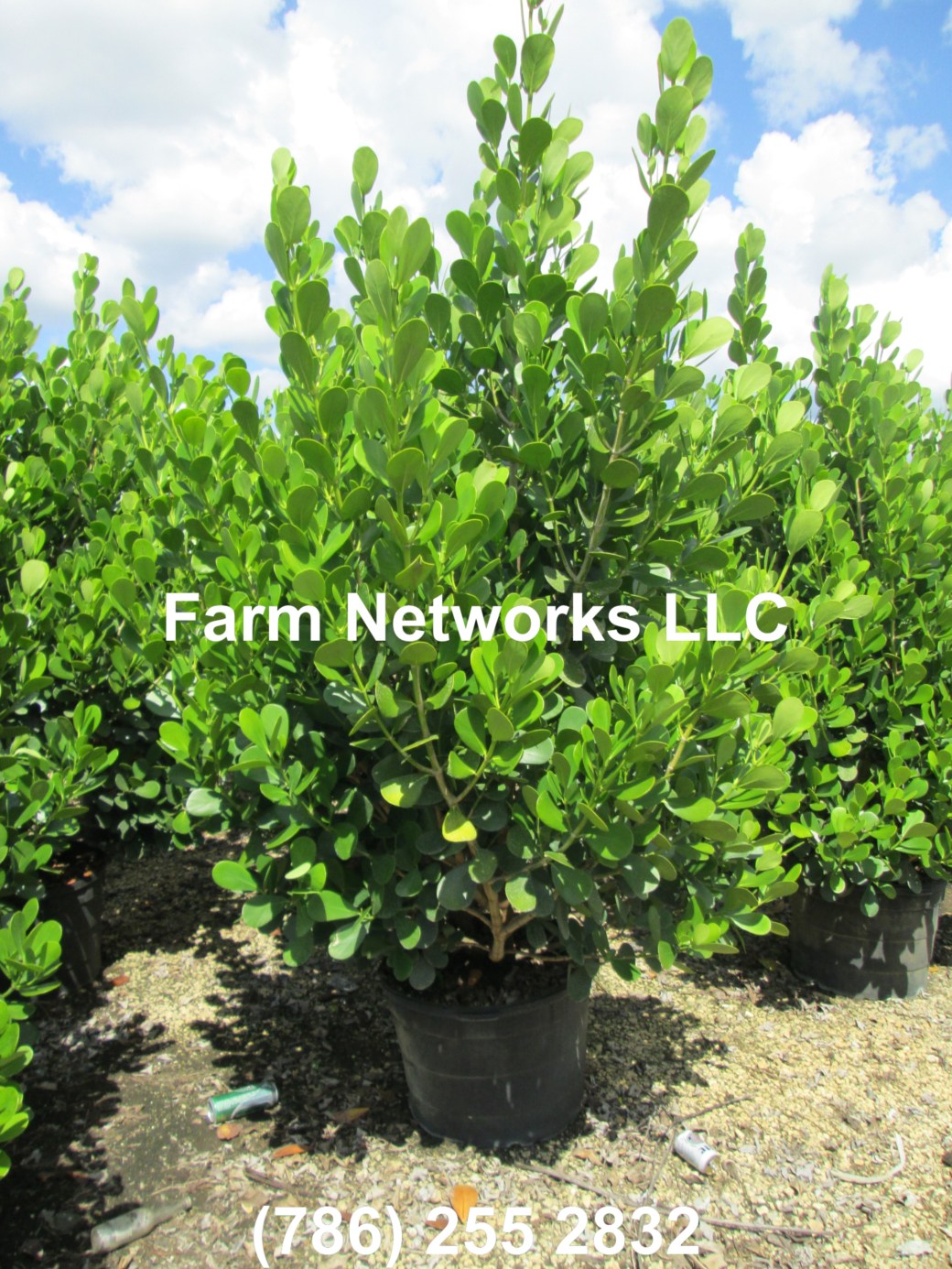 45 Gallon Clusia Hedge