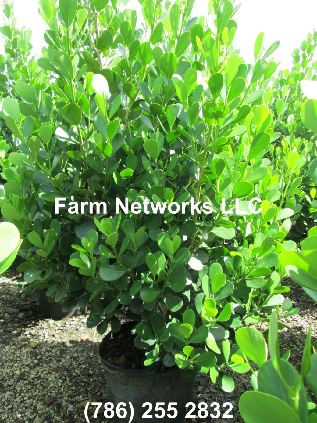 45 Gallon Clusia Jupiter, FL