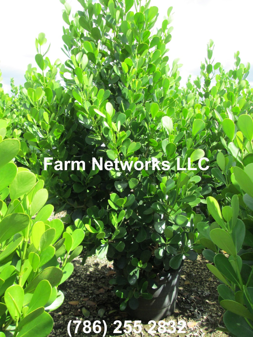 45 Gallon Clusia Palm Beach, FL