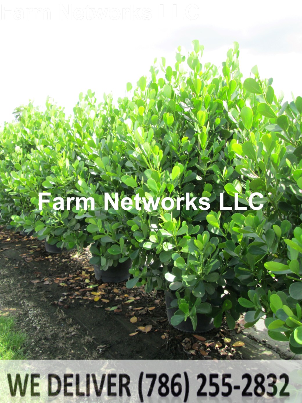 45 Gallon-Clusia Plant Nursery