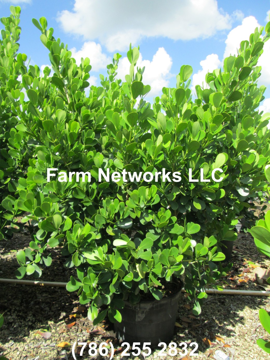 45 Gallon Clusia Stuart, FL