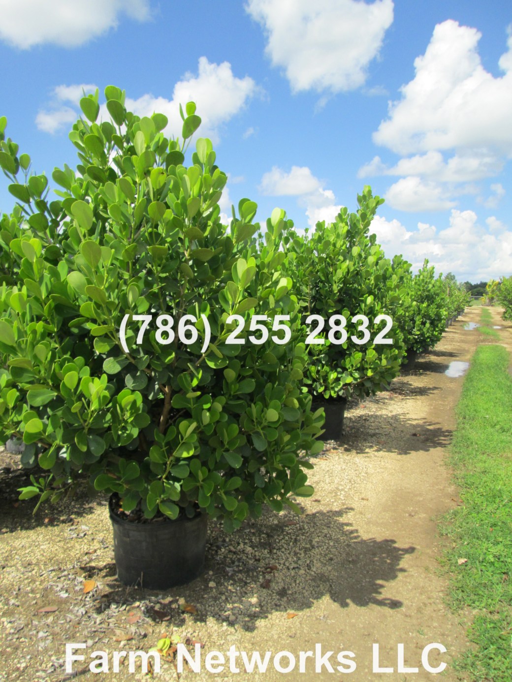 65 Gallon Clusia Delray Beach