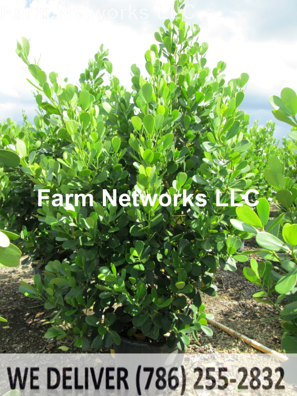 65 Gallon Clusia Jupiter, FL