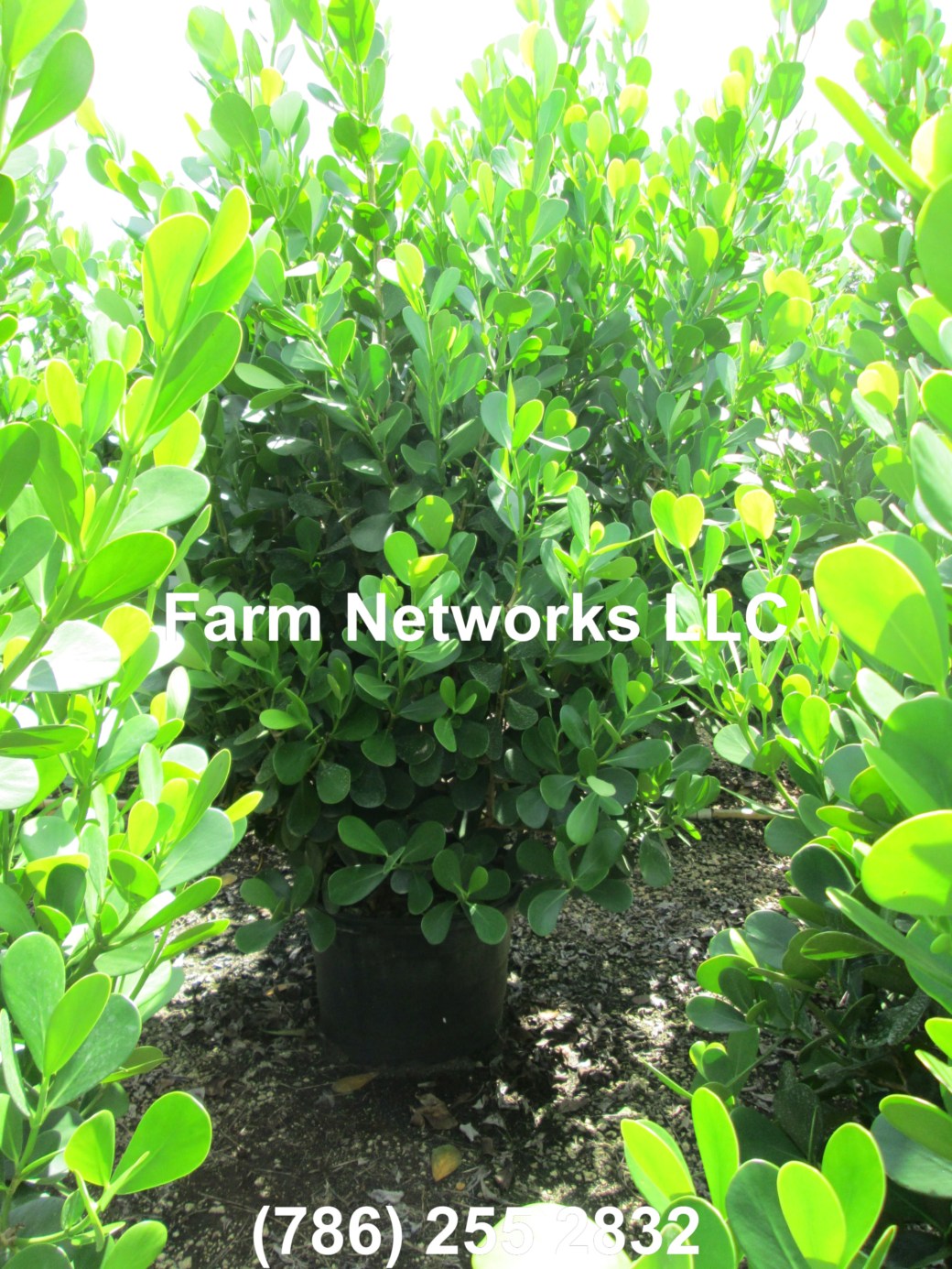 65 Gallon Clusia Palm Beach, FL