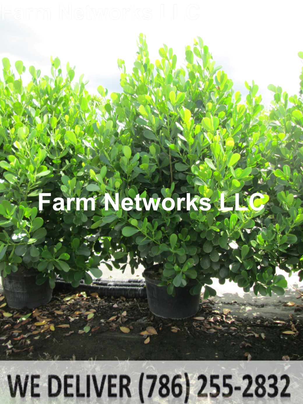 65 Gallon-Clusia Plant Nursery