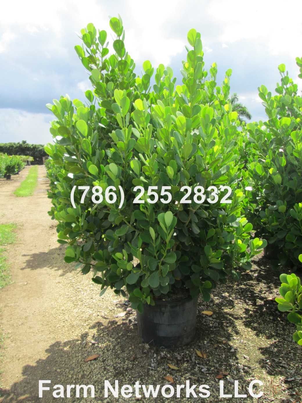 7 Gallon Clusia Delray Beach