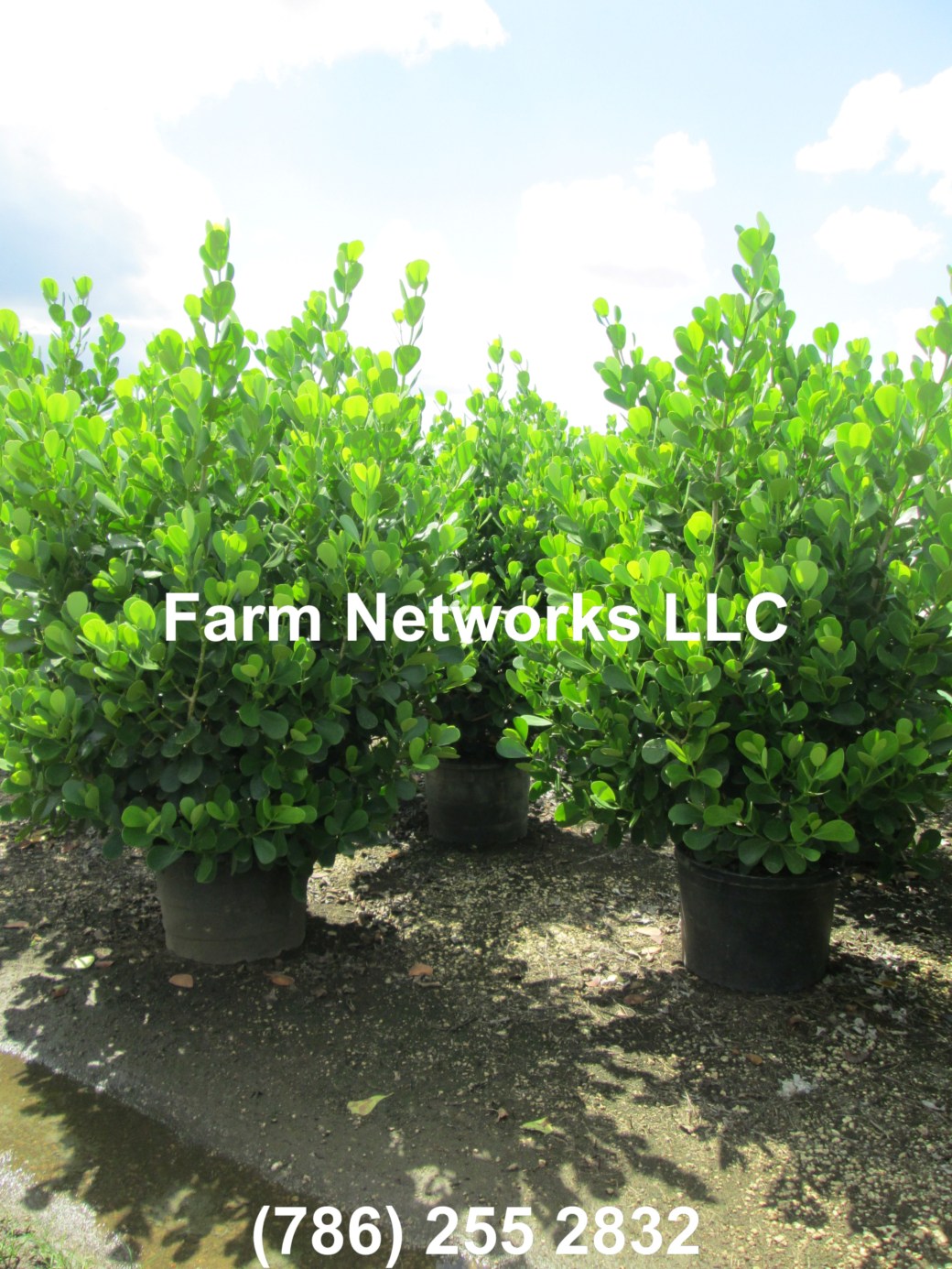 7 Gallon Clusia Hedge Nursery