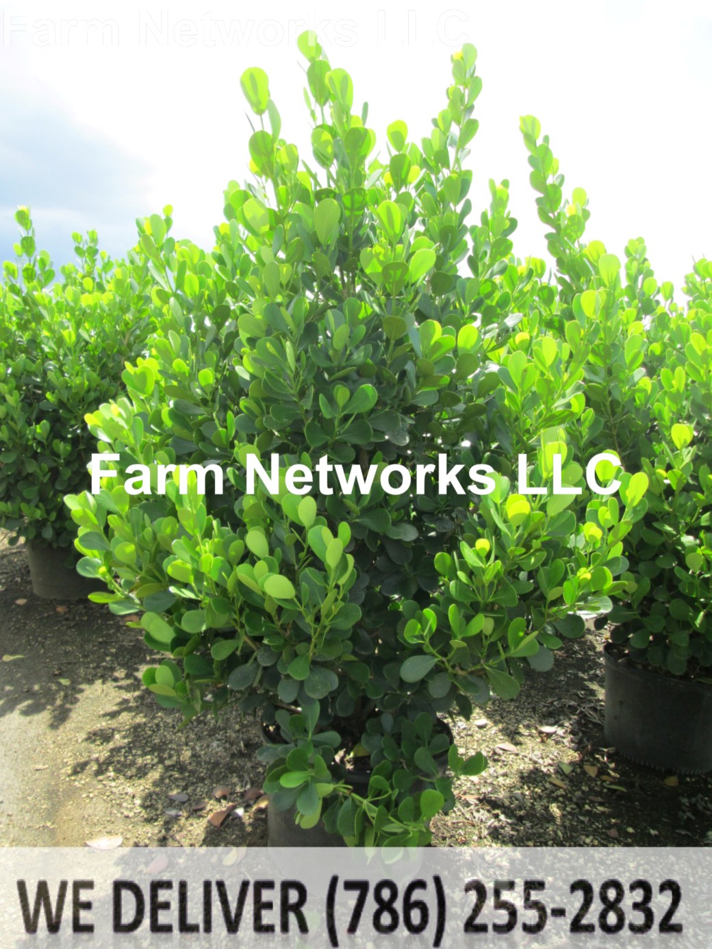 7 Gallon Clusia Jupiter, FL