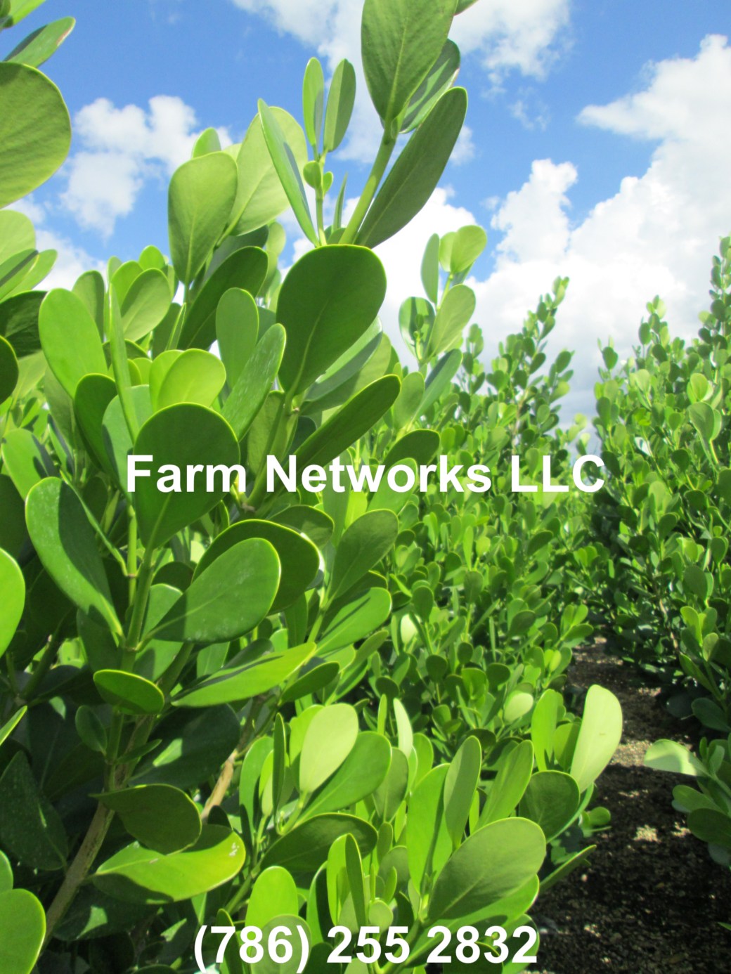 7 Gallon Clusia Palm Beach, FL