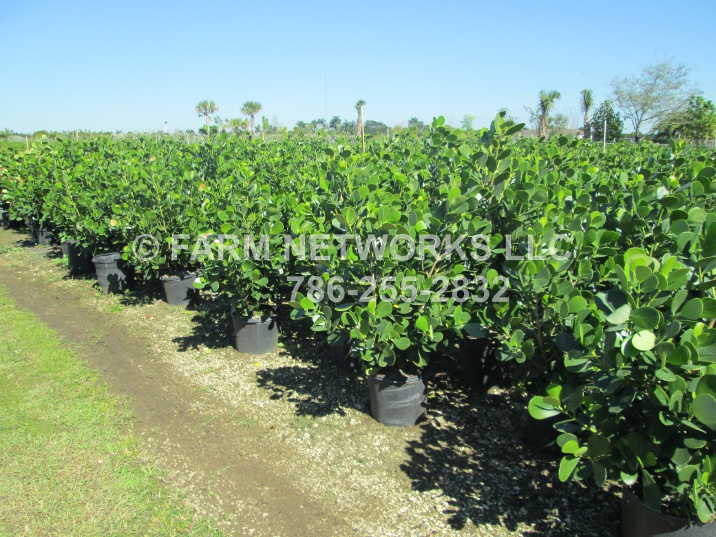 7Gallon-Clusia-Nursery