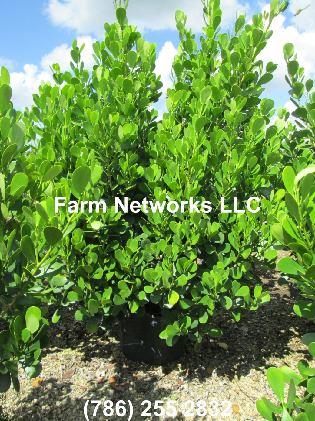 Clusia Broward 15 Gallon