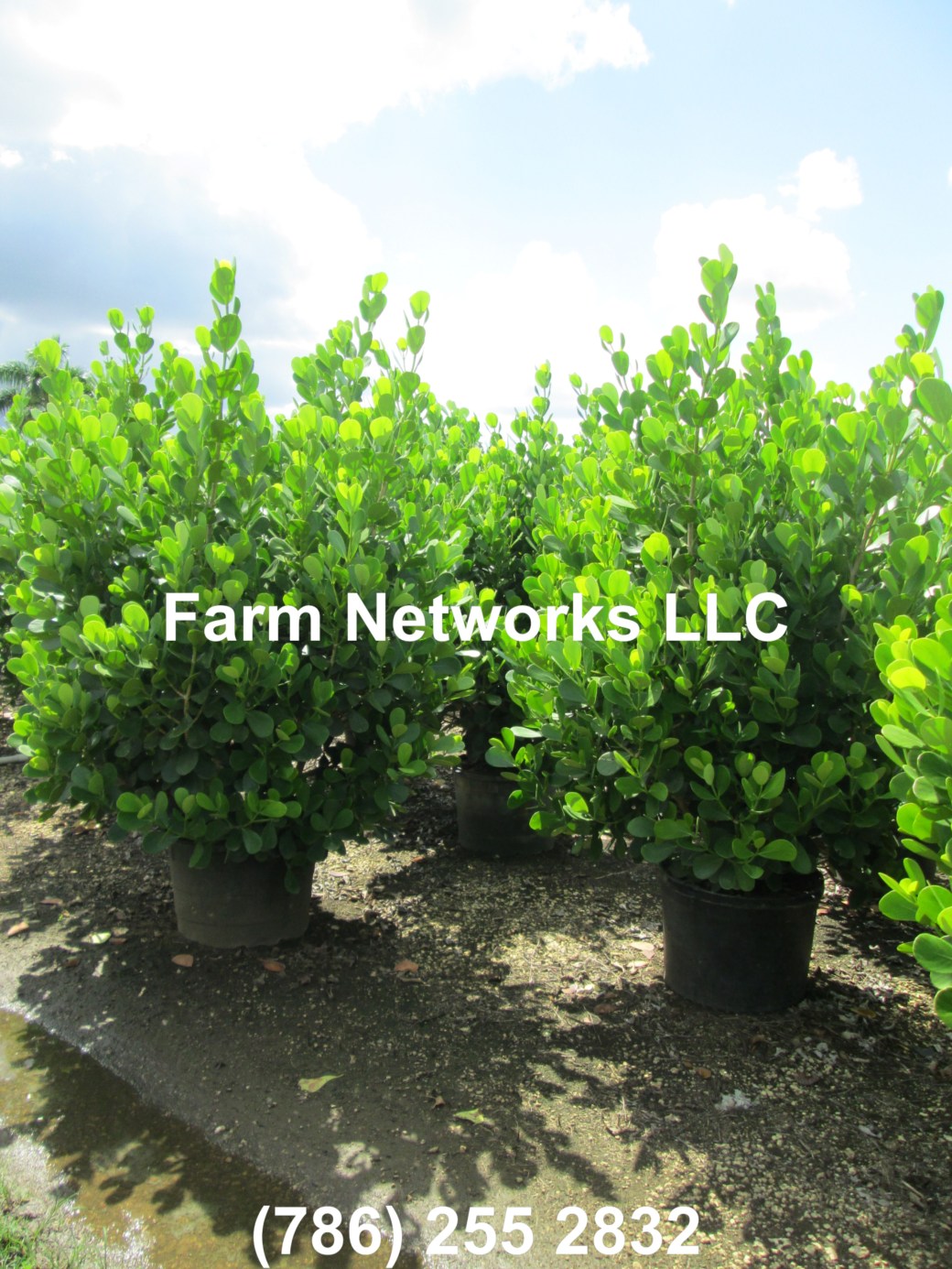 Clusia Broward 25 Gallon